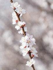 flowers on a tree in spring