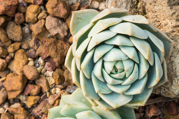 Kalanchoe - Rose of desert