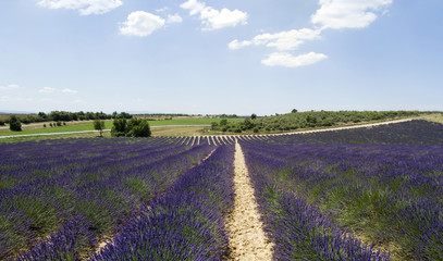 Fototapeta na wymiar Plateau Valensole in Provence, France