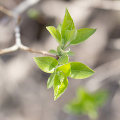 beautiful sprout raspberries