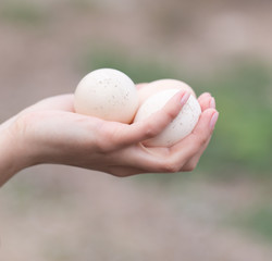 eggs in hand