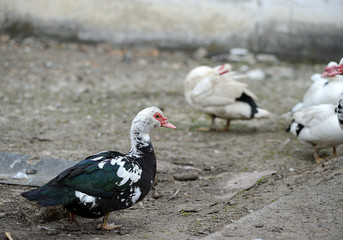 Muscovy Duck in the farm