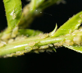 Aphid Infestation