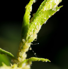 Aphid Infestation