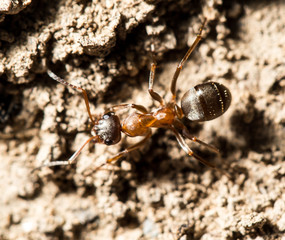 ant in nature. macro