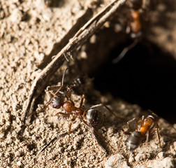 ant in nature. macro