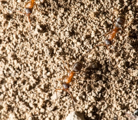 ant in nature. macro