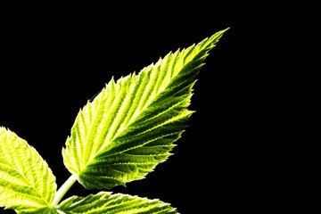 green leaf on a black background