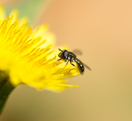 fly on a yellow dandelion. macro