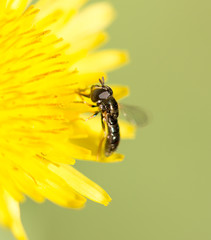 fly on a yellow dandelion. macro