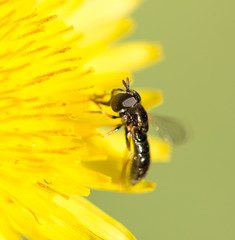 fly on a yellow dandelion. macro
