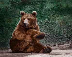 Naklejka na ściany i meble Beautiful Brown bear in the Zoo