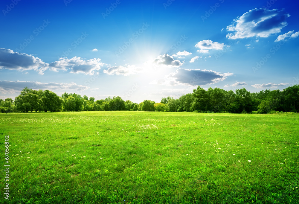 Wall mural green grass and trees