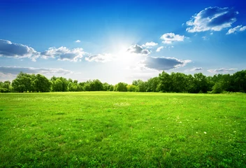 Foto auf Acrylglas Landschaft Grünes Gras und Bäume