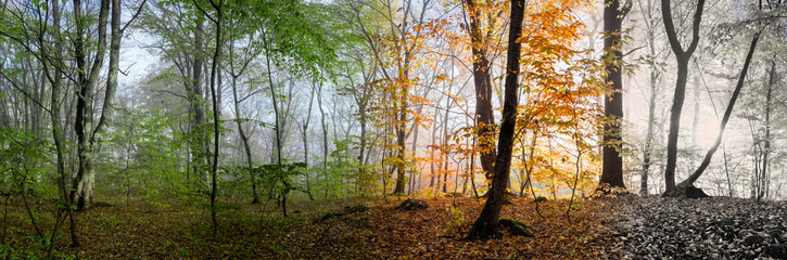 Fototapeta na wymiar Beautiful morning scene in the forest, Change of four seasons in
