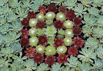 Fototapeta premium A Colourful Arrangement of Succulent Alpine Plants.
