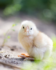 little chicken on the nature