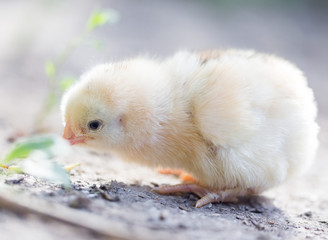 little chicken on the nature
