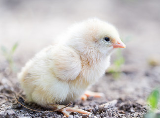 little chicken on the nature