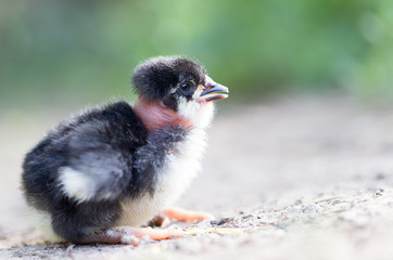 little chicken on the nature