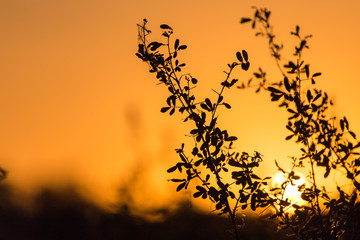 a beautiful sunset on a background of trees