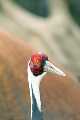 Fototapeta premium Crane