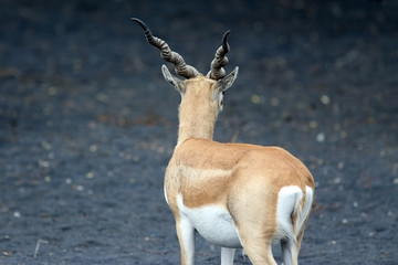 Blackbuck
