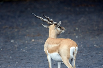 Blackbuck