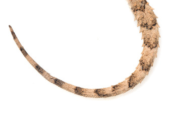 tailed lizard on a white background. macro