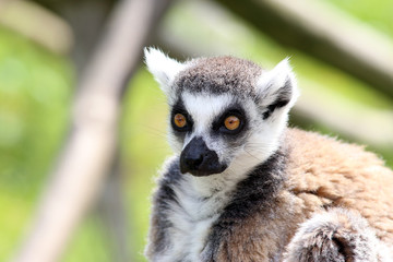 Lemur