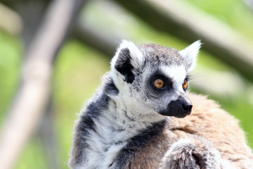 Lemur