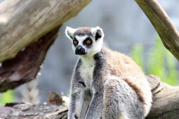 Lemur