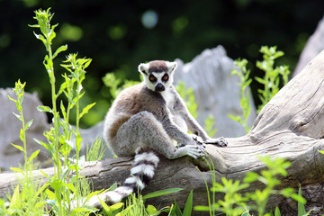 Lemur