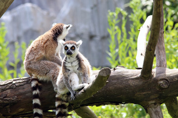 Lemurs