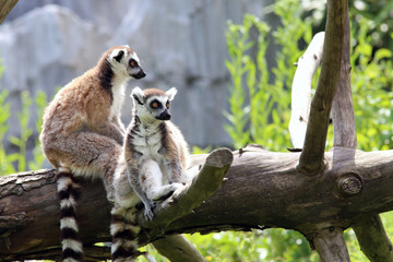 Lemurs