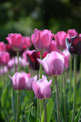 Obraz premium Tulpenbeet