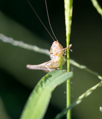 grasshopper in nature. macro
