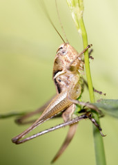 grasshopper in nature. macro