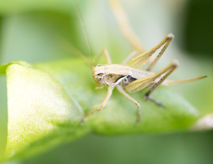 grasshopper in nature. macro