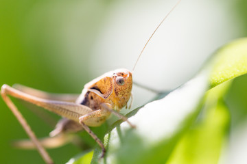 grasshopper in nature. macro