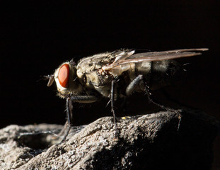 fly. macro