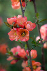 Branch of Japanese quince in blossom