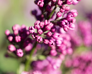 beautiful lilac flowers in nature