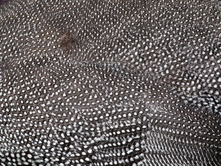Beautiful abstract background consisting of guinea fowl feathers