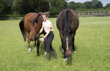 Young teenage rider bringing her ponies from a field