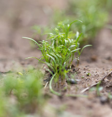 young dill on nature
