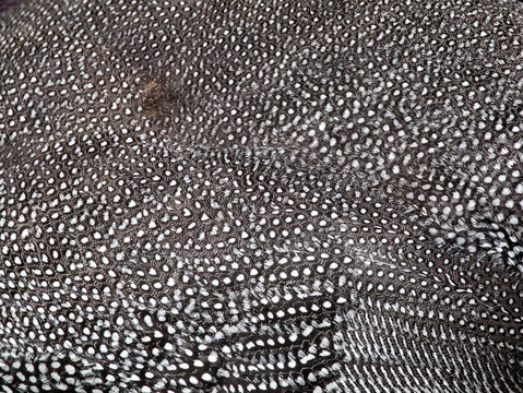 Beautiful abstract background consisting of guinea fowl feathers