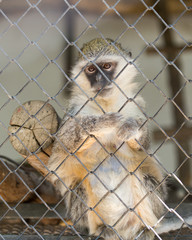 Fototapeta premium monkey in a cage