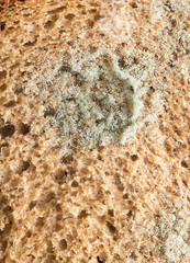 mold on bread. macro
