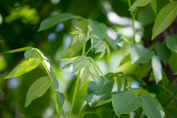 young branches of the walnut